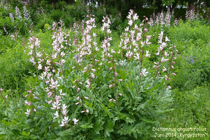 Announcement about the defense of the Doctor of Philosophy (PhD) thesis of Abraeva Zuhro Chorievna