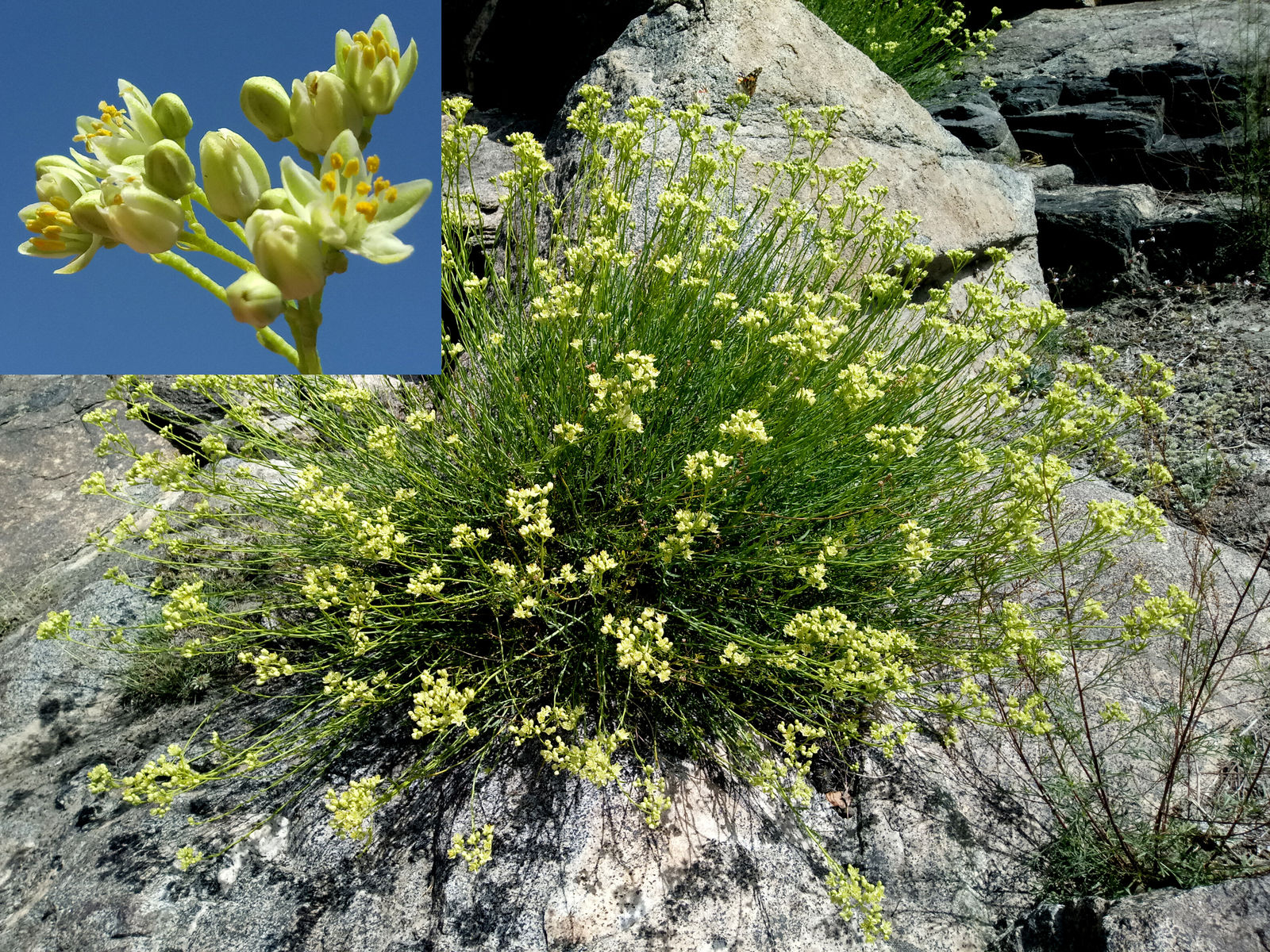 Announcement about the defense of Mamarozikov Umidjon Doctor of Philosophy (PhD) dissertation